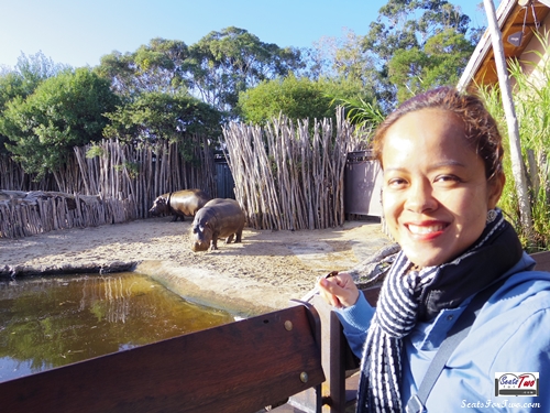 Hippos at Werribee Zoo