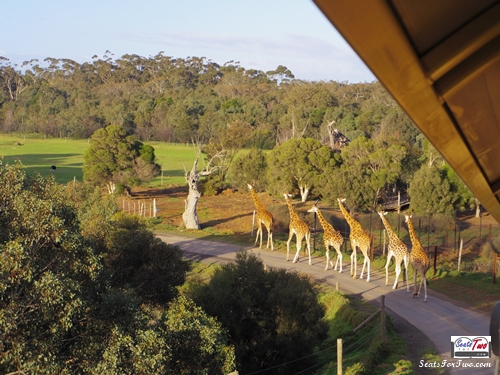 Giraffes at Werribee Zoo